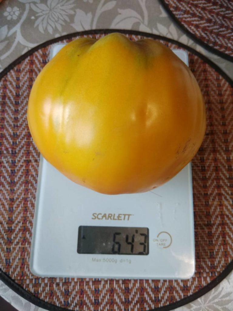 Ο Βασιλιάς της Ντομάτας της Σιβηρίας στις ζυγαριές