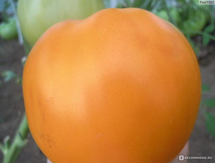 Βασιλιάς των Φρούτων της Σιβηρίας