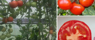 Сорт домати Кострома