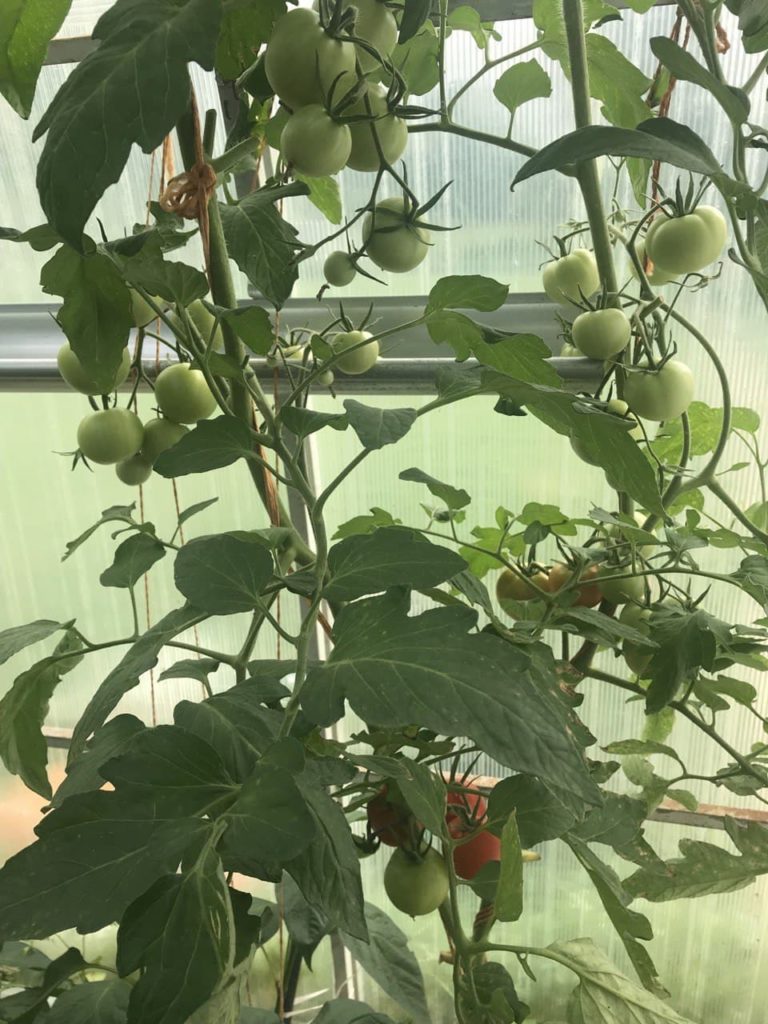 Θάμνοι ντομάτας Κοστρομά