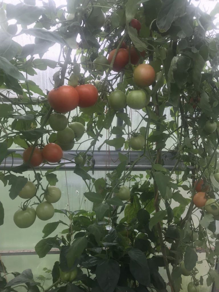 Ντομάτα Κοστρομα