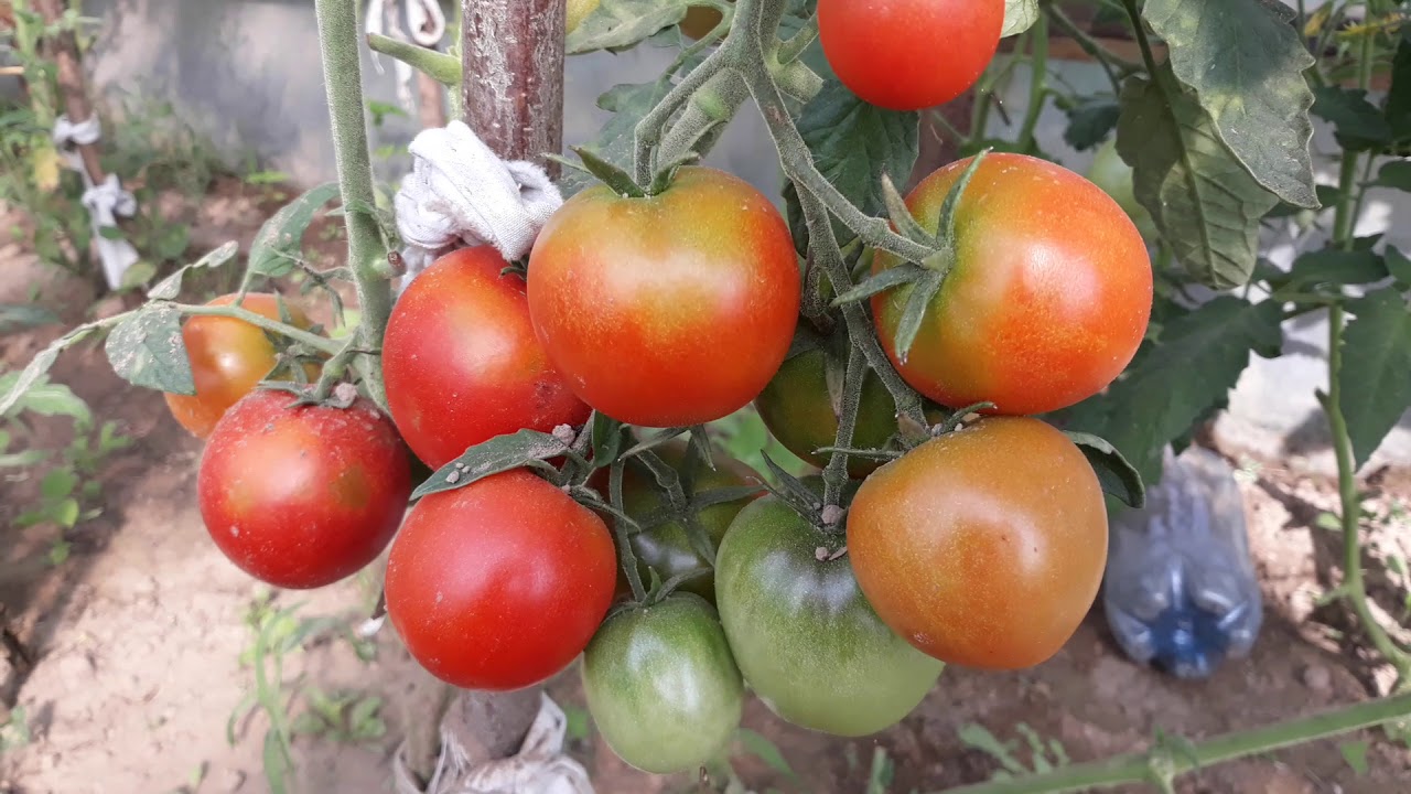 Сорт домати Леополд