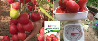 Сорт домати Малинова империя