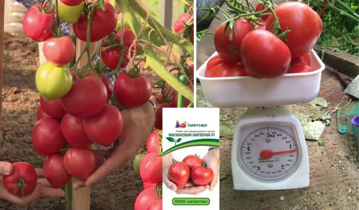 Ποικιλία ντομάτας Raspberry Empire