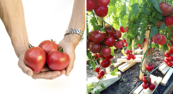 Όμορφοι καρποί της ποικιλίας ντομάτας Raspberry Empire