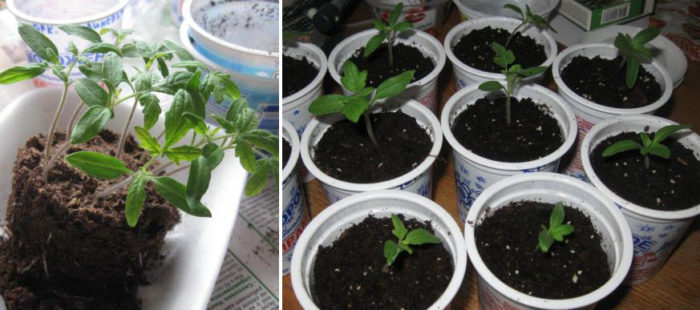 Разсад от домати