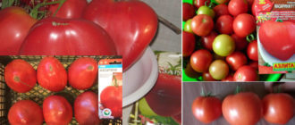 Сорт Мазарини от 3 земеделски компании