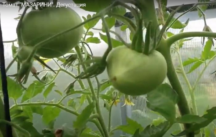 Ντομάτες από τον Σιβηρικό Κήπο