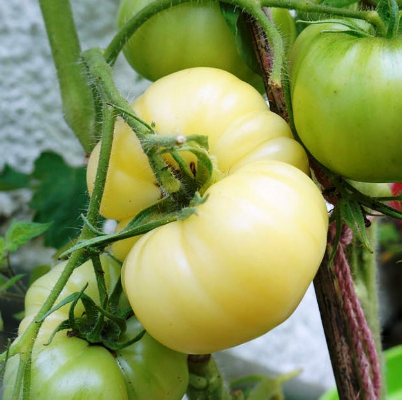 Домат Микадо Уайт