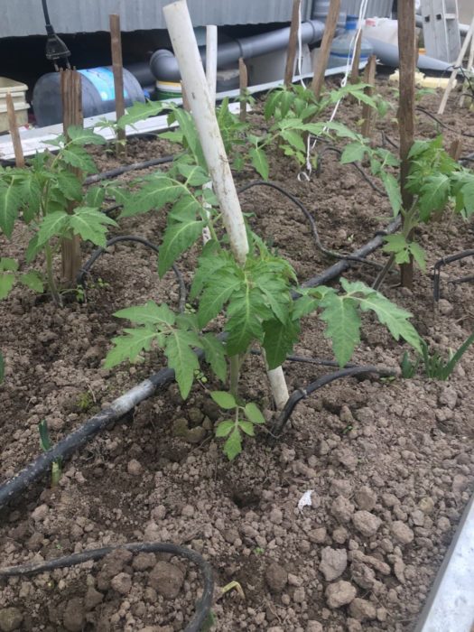 Засаждане в земята