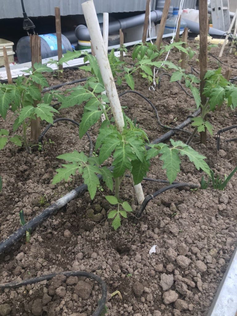 Засаждане в земята