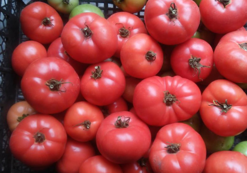 Доматено розово чудо