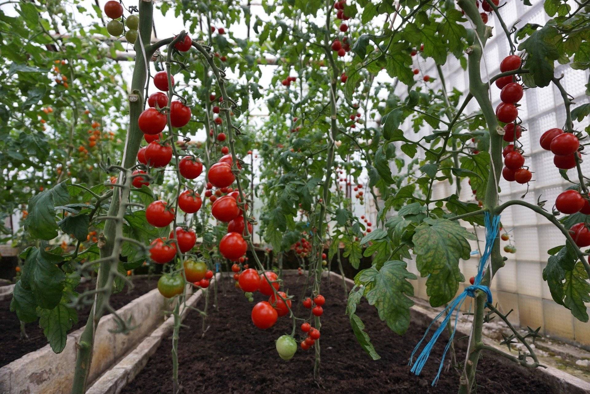 Сладък чери домат