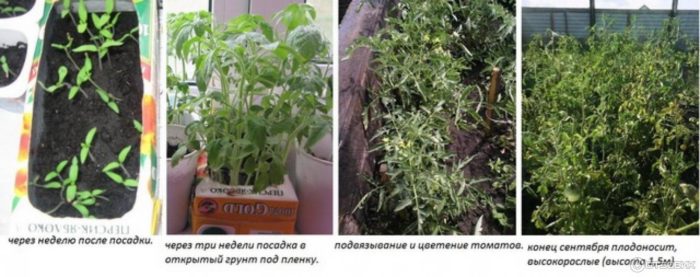 Καλλιέργεια ντομάτας