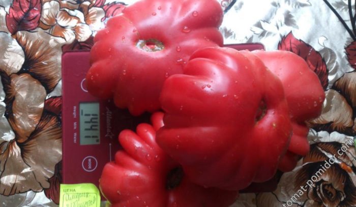 Αμερικανική ποικιλία με ραβδώσεις