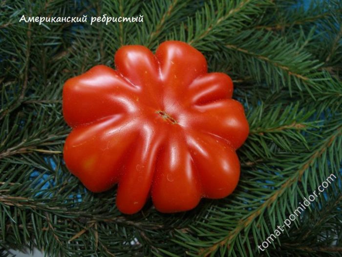 Όμορφη ντομάτα