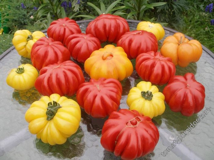 Κόκκινες και κίτρινες ντομάτες της ποικιλίας American Ribbed