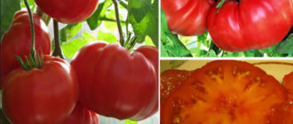 Сорт домати Андреевски изненада