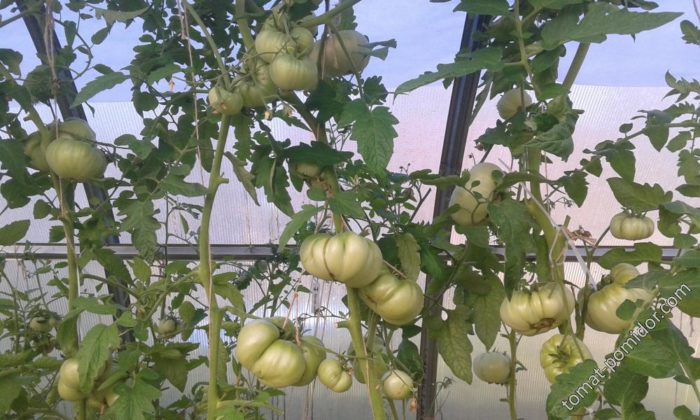 Θάμνοι ντομάτας «Andreevsky Surprise»