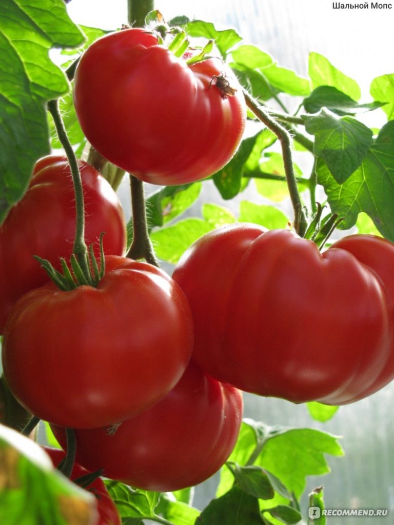 Ντομάτα Andreevsky Surprise