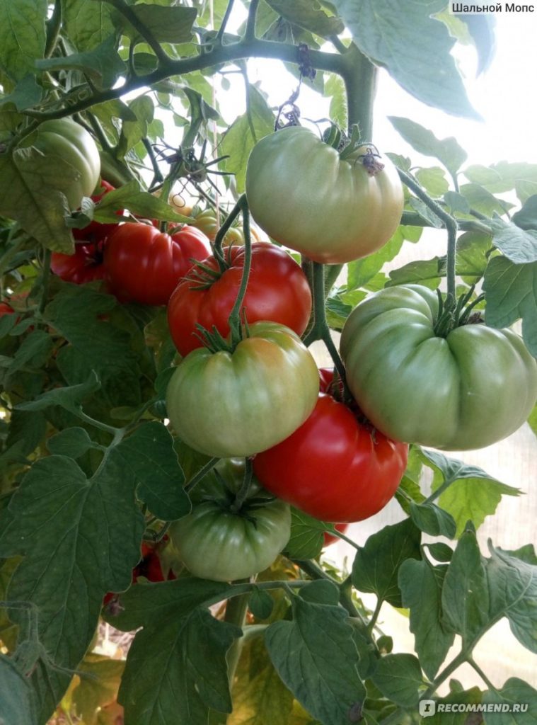 Απροσδιόριστος θάμνος της ποικιλίας Andreevsky Surprise