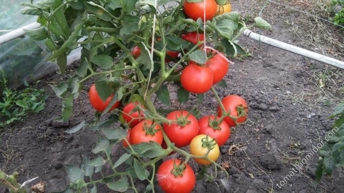 Сорт домати Бобкат