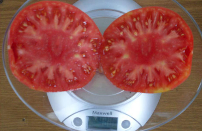 Сортът Розов Бугай в напречно сечение