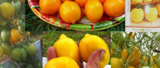 Лимонови домати от сорта „Чудо на света“