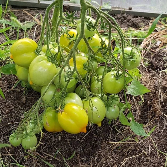 Ένας θάμνος της ποικιλίας Θαύμα του Κόσμου