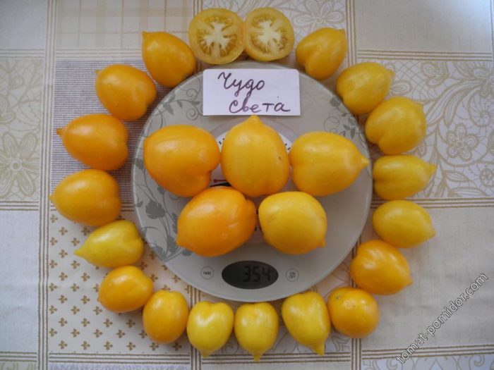 Ποικιλία διακόσμησης "Θαύμα του Κόσμου"