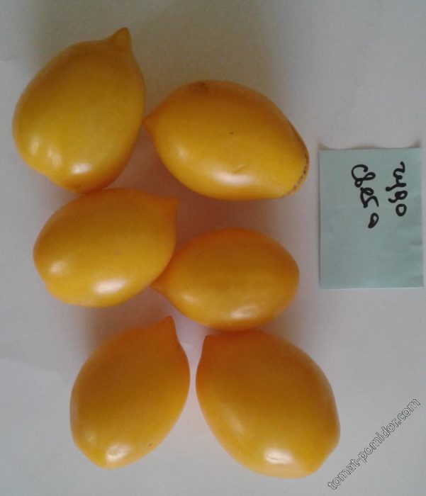 Ποικιλία "Φρούτα της Θαύματος του Κόσμου"