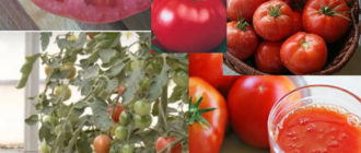 3 разновидности на Favourite