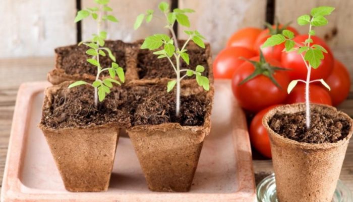 Разсад от домати