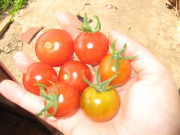 Чери домати от сорта Фаворита