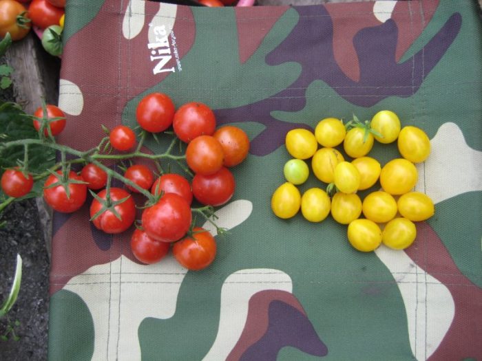 Два вида чери домати