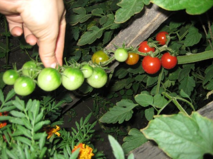 Домати от сорта Фаворита