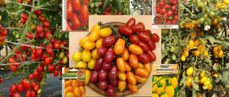 Серия Феникс