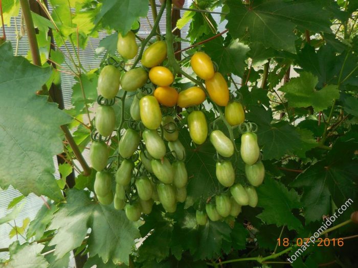Ένας θάμνος της ποικιλίας ντομάτας «Finik Orange»