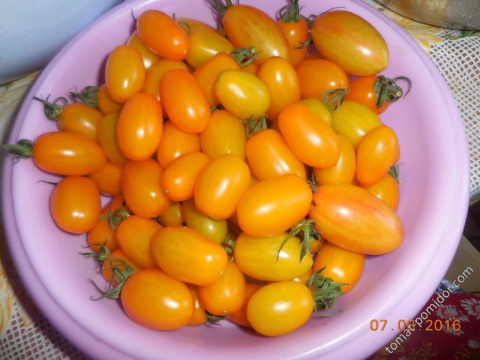 Συγκομιδή σε λεκάνη