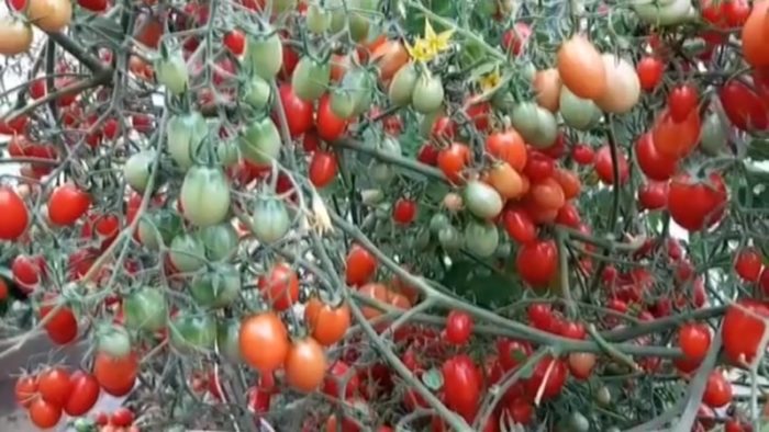 Θάμνοι της ποικιλίας Σιβηρικής Χουρμαδιάς