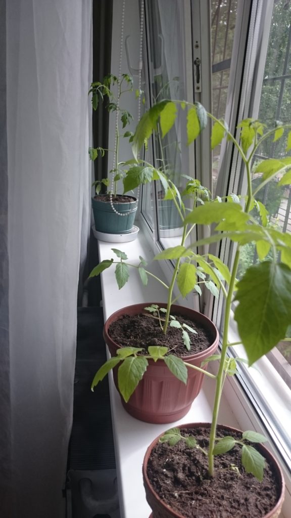 Σιβηρικός χουρμαδιάς στο περβάζι του παραθύρου