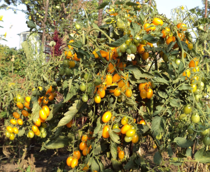 Ένας όμορφος θάμνος από γλυκό φοίνικα