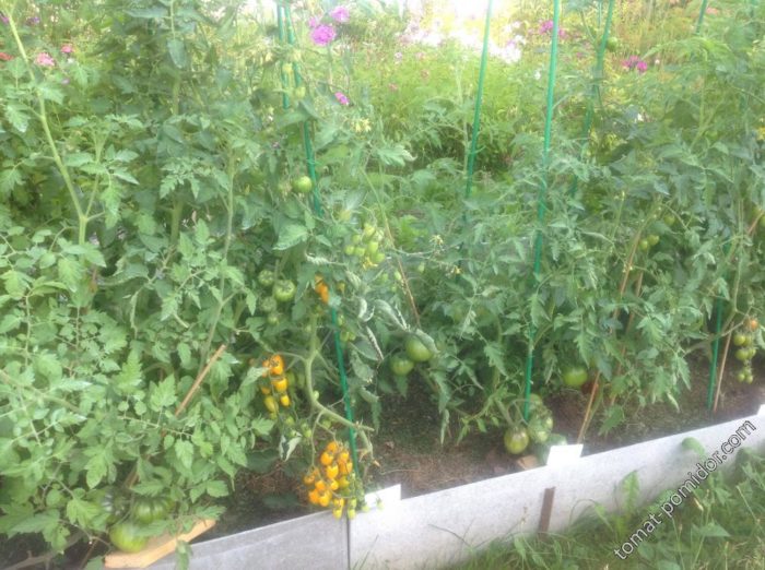 Ποικιλία ντομάτας Χουρμάς κίτρινο