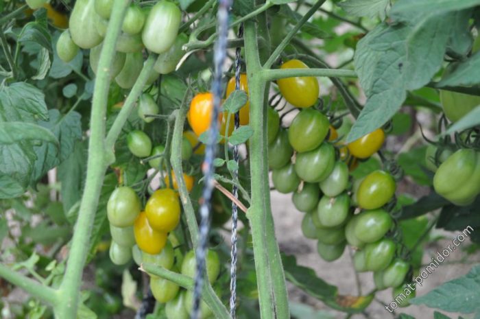 Καλλιέργεια της ποικιλίας Yellow Date