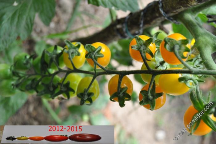 Ποικιλία θάμνων ντομάτας Χουρμάς κίτρινος