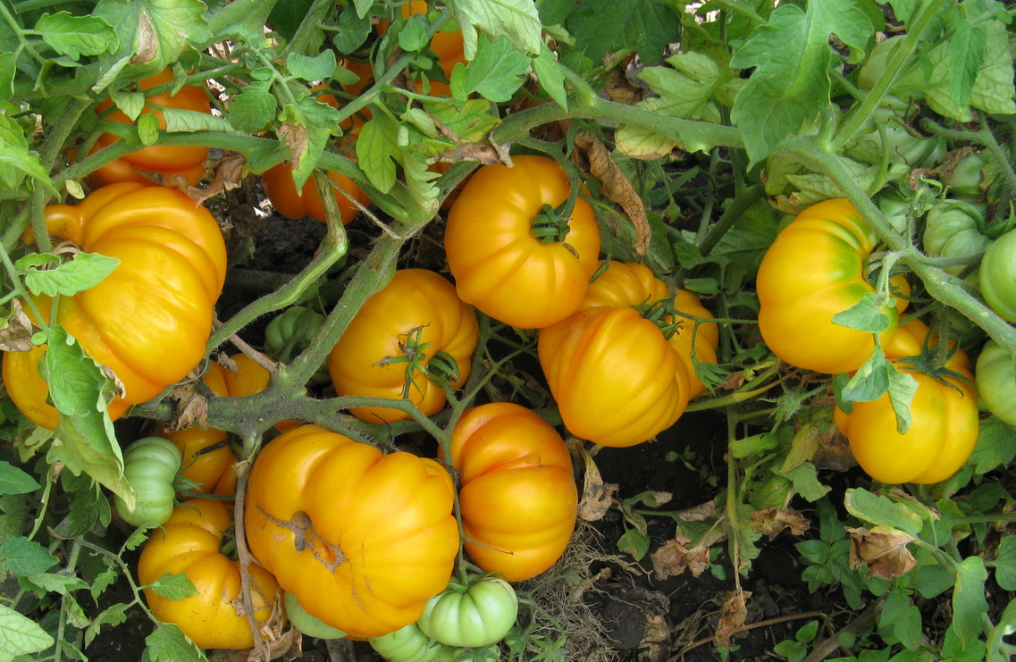 Ωρίμανση φρούτων στον θάμνο