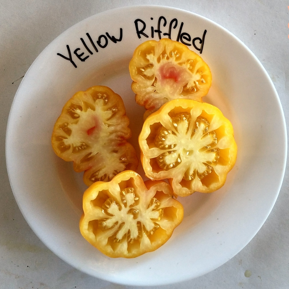 Κίτρινο ριμπ κούρεμα