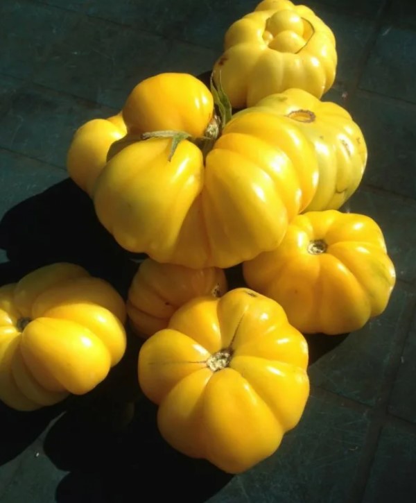 Ποικιλία κίτρινης ραβδωτής ντομάτας