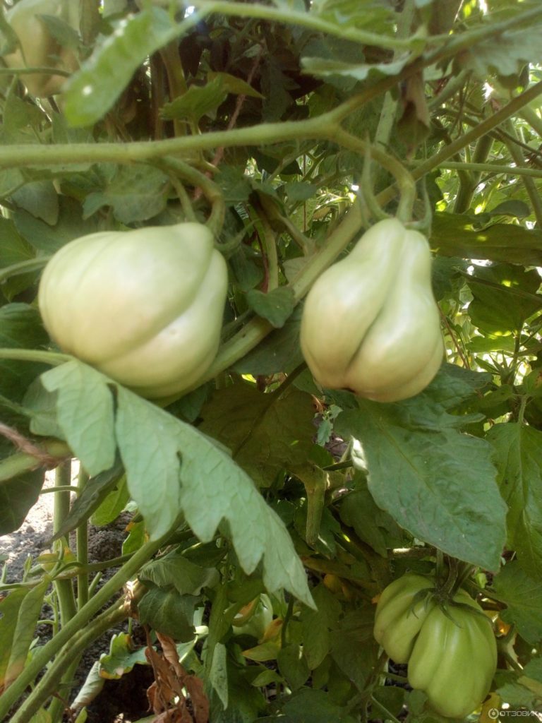 Καρποί της ποικιλίας Σύκο