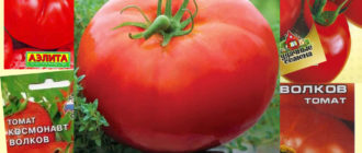 Сорт домати Космонавт Волков